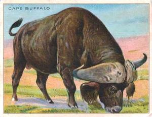 1925 Harry Horne Co. Animals and Birds (FC1) #NNO Cape Buffalo Front