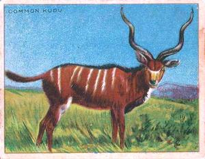 1925 Harry Horne Co. Animals and Birds (FC1) #NNO Common Kudu Front