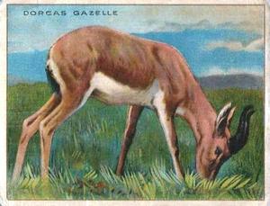 1925 Harry Horne Co. Animals and Birds (FC1) #NNO Dorcas Gazelle Front