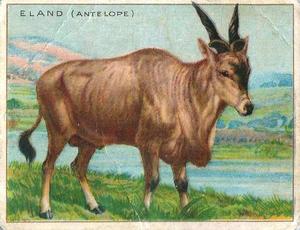1925 Harry Horne Co. Animals and Birds (FC1) #NNO Eland (Antelope) Front
