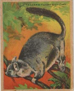1925 Harry Horne Co. Animals and Birds (FC1) #NNO Fraser's Flying Squirrel Front