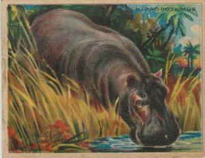 1925 Harry Horne Co. Animals and Birds (FC1) #NNO Hippopotamus Front