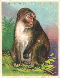 1925 Harry Horne Co. Animals and Birds (FC1) #NNO Magot or Barbary Macaque Front
