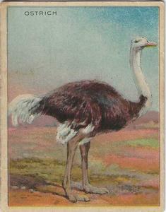 1925 Harry Horne Co. Animals and Birds (FC1) #NNO Ostrich Front