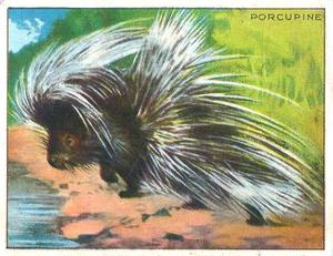 1925 Harry Horne Co. Animals and Birds (FC1) #NNO Porcupine Front