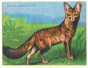 1925 Harry Horne Co. Animals and Birds (FC1) #NNO South African Fox Front
