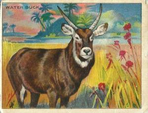1925 Harry Horne Co. Animals and Birds (FC1) #NNO Water Buck Front