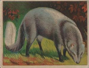 1925 Harry Horne Co. Animals and Birds (FC1) #NNO White-Tailed Mongoose Front