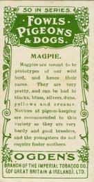 1904 Ogden's Fowls, Pigeons & Dogs #10 Magpie Back