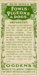1904 Ogden's Fowls, Pigeons & Dogs #16 Orpington Back