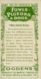 1904 Ogden's Fowls, Pigeons & Dogs #19 Trumpeter Back