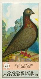 1904 Ogden's Fowls, Pigeons & Dogs #28 Long-Faced Tumbler Front