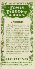 1904 Ogden's Fowls, Pigeons & Dogs #31 Carrier Back