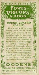 1904 Ogden's Fowls, Pigeons & Dogs #37 Rough-Coated Collie Back