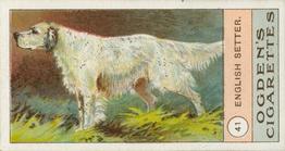 1904 Ogden's Fowls, Pigeons & Dogs #41 English Setter Front