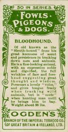 1904 Ogden's Fowls, Pigeons & Dogs #42 Bloodhound Back
