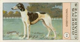 1904 Ogden's Fowls, Pigeons & Dogs #43 Greyhound Front