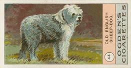 1904 Ogden's Fowls, Pigeons & Dogs #44 Old English Sheepdog Front
