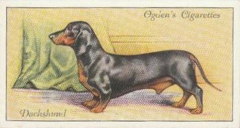 1936 Ogden's Dogs #8 Dachshund Front