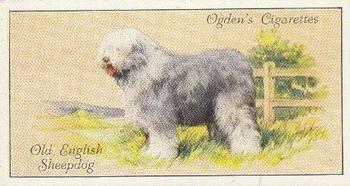 1936 Ogden's Dogs #29 Old English Sheepdog Front