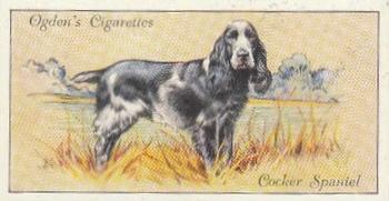 1936 Ogden's Dogs #31 Cocker Spaniel Front