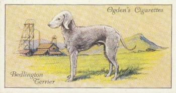 1936 Ogden's Dogs #36 Bedlington Terrier Front