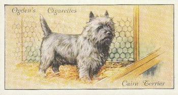 1936 Ogden's Dogs #38 Cairn Terrier Front