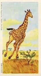 1968 Federal Sweets Wild Animals #4 Giraffe Front