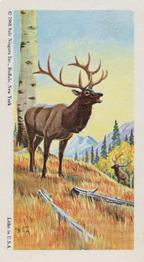 1968 Federal Sweets Wild Animals #6 American Elk or Wapiti Front