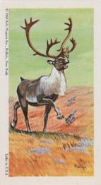1968 Federal Sweets Wild Animals #21 Caribou Front