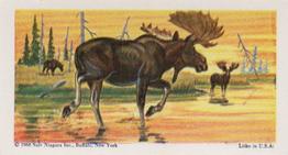 1968 Federal Sweets Wild Animals #24 Moose Front