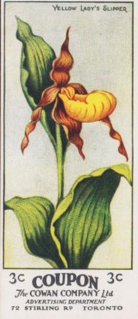 1924 Cowan's Wild Flowers of Canada (V20) #3 Yellow Lady's Slipper Front