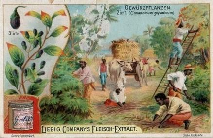 1902 Liebig Spices (German Text)(F701, S700) #NNO Cinnamon Front