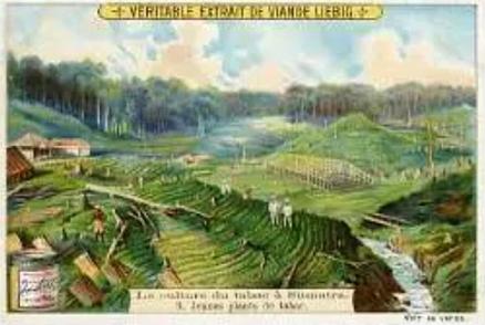 1902 Liebig The Cultivation of Tobacco in Sumatra (French Text)(F694, S715) #3 Young Tobacco Plants Front