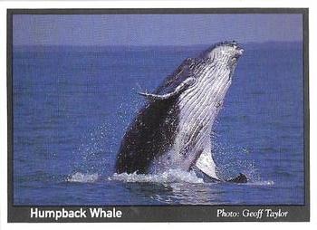 1995 Weet-Bix Threatened Wildlife #8 Humpback Whale Front