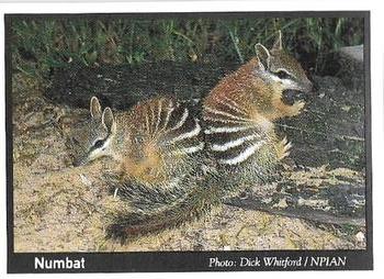 1995 Weet-Bix Threatened Wildlife #16 Numbat Front