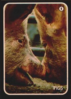 1975 Topps Zoo's Who Stick-Ons #8 Pigs Front