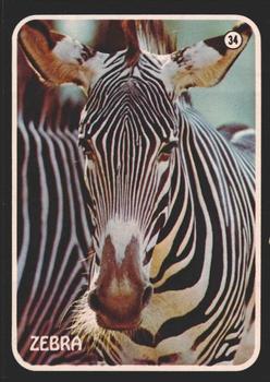 1975 Topps Zoo's Who Stick-Ons #34 Zebra Front