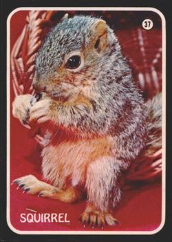 1975 Topps Zoo's Who Stick-Ons #37 Squirrel Front