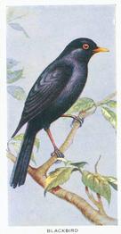 1939 Carreras Birds of the Countryside #2 Blackbird Front