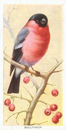 1939 Carreras Birds of the Countryside #5 Bullfinch Front