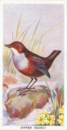 1939 Carreras Birds of the Countryside #10 Dipper (Ouzel) Front