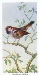 1939 Carreras Birds of the Countryside #18 House-Sparrow Front