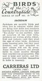 1939 Carreras Birds of the Countryside #19 Jackdaw Back