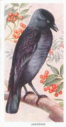 1939 Carreras Birds of the Countryside #19 Jackdaw Front