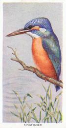 1939 Carreras Birds of the Countryside #22 Kingfisher Front