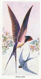 1939 Carreras Birds of the Countryside #42 Swallow Front