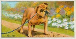 1924 Major Drapkin & Co. Dogs and Their Treatment #6 Bulldog Front