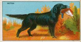 1924 Major Drapkin & Co. Dogs and Their Treatment #8 Setter Front