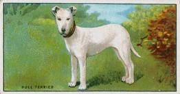 1924 Major Drapkin & Co. Dogs and Their Treatment #9 Bull Terrier Front